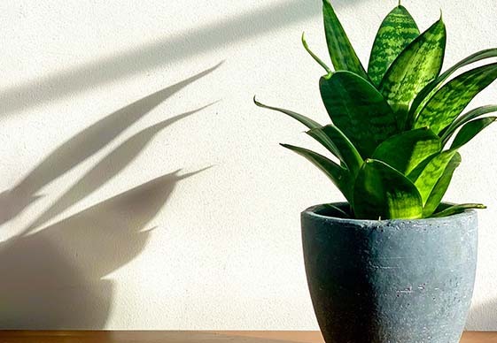 산세베리아문샤인