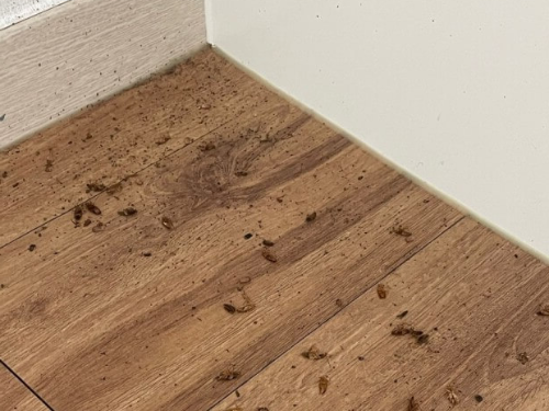 빈대 퇴치 대처법