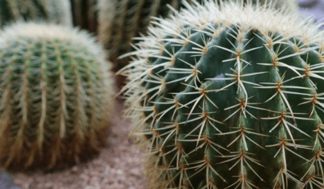 미세먼지정화식물-실내공기정화-서울미세먼지농도