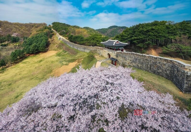 청주 상당산성 벚꽃길