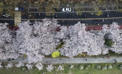 여의도 벚꽃축제 일정
