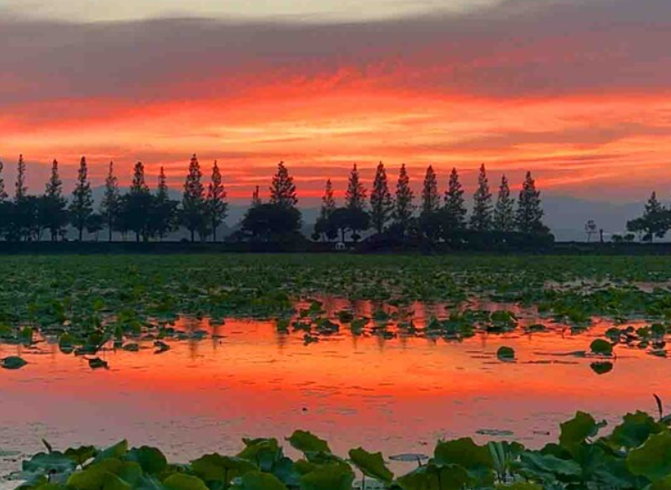 무안 회산백련지, 연꽃과 달빛이 어우러진 여름밤의 축제
