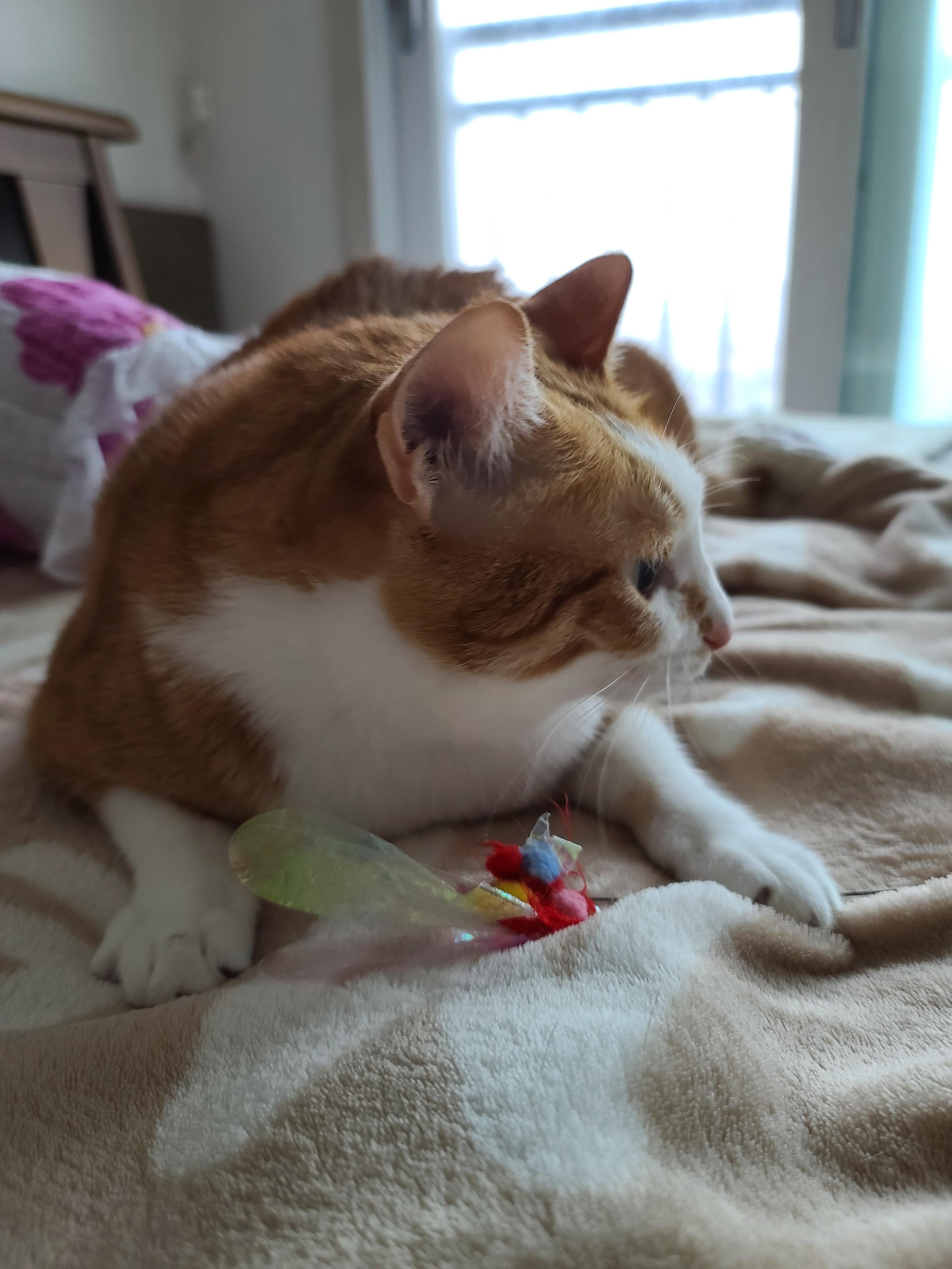 비오는 날 아침. 퇴원한 호야 컨디션 체크를 위해 시작된 사냥놀이.