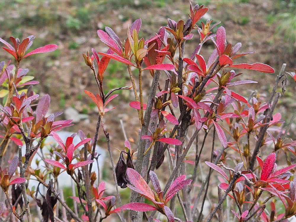 산철쭉 줄기