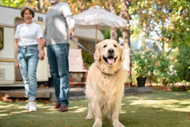 더보기
애견 동반 캠핑장 - 가평 쁘띠프랑스, 태안 몽산포, 거제 개이득, 알쓸캠잡