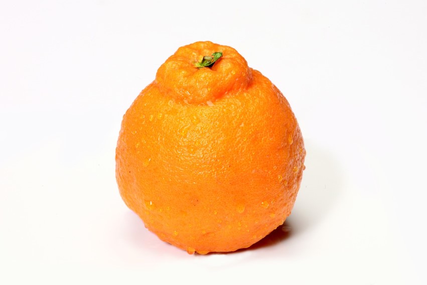 한라봉 관련 사진