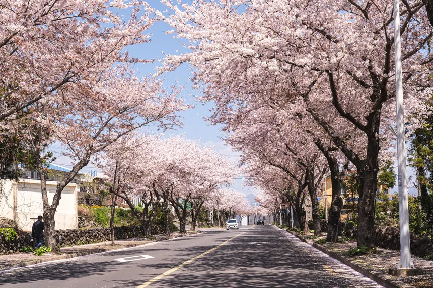 예래 생태공원 수로 옆으로 핀 조용한 벚꽃길