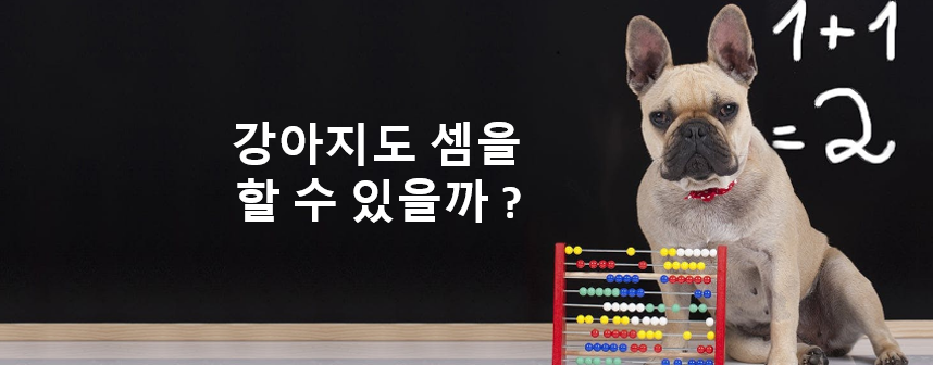 숫자를 인식하는 강아지의 능력 이미지