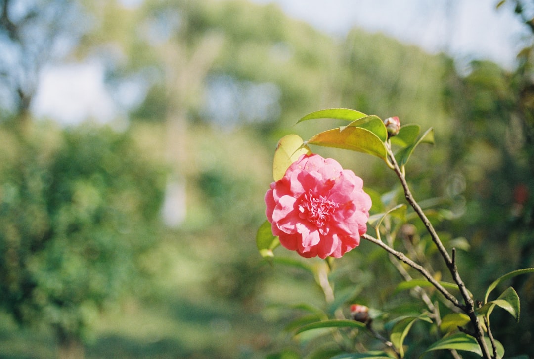 Camellia.