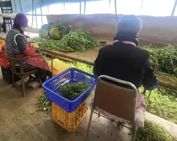 원동 미나리축제_6