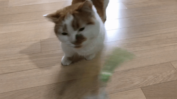 고양이꼬치장난감