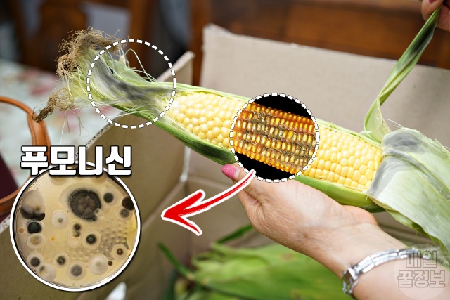 옥수수 알갱이 검은점 곰팡이 식중독, 옥수수 보관법, 옥수수 삶는방법, 초당옥수수 찰옥수수, 음식, 팁줌 매일꿀정보