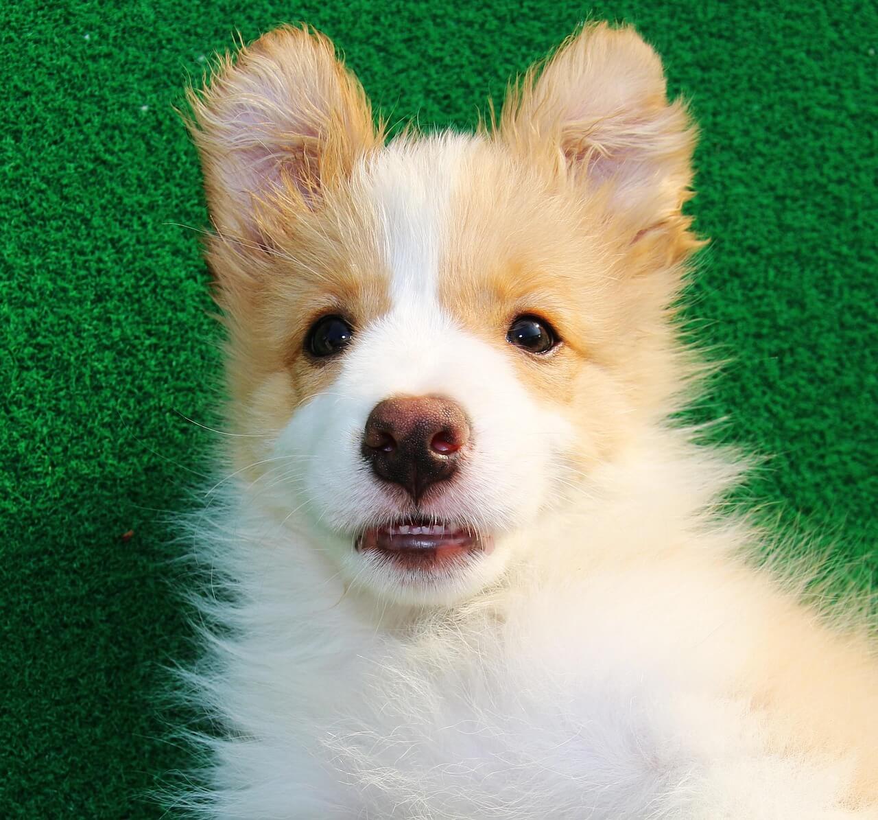 🏞️ 반려견과 함께 떠나는 국내 여행 코스 완벽 가이드