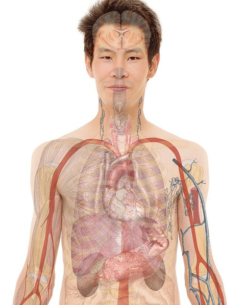 양배추효능