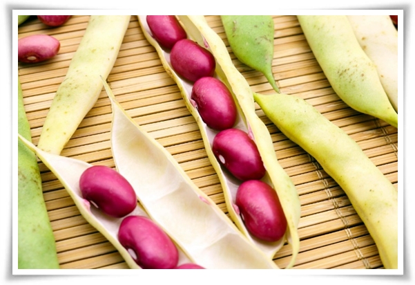 텃밭 &quot;5월, 강낭콩 심으세요!&quot; 콩알 콩알 재미가 톡톡, 쑥쑥 자라는 기쁨!