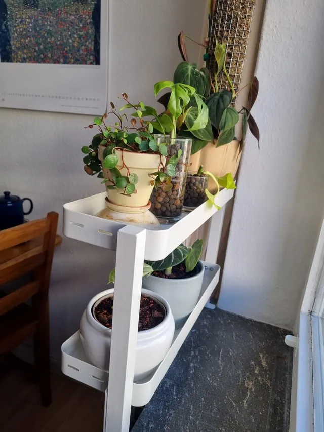 창가 식물 관리 직사광 차광요령 물주기 시간대 잎타는 현상 예방_5