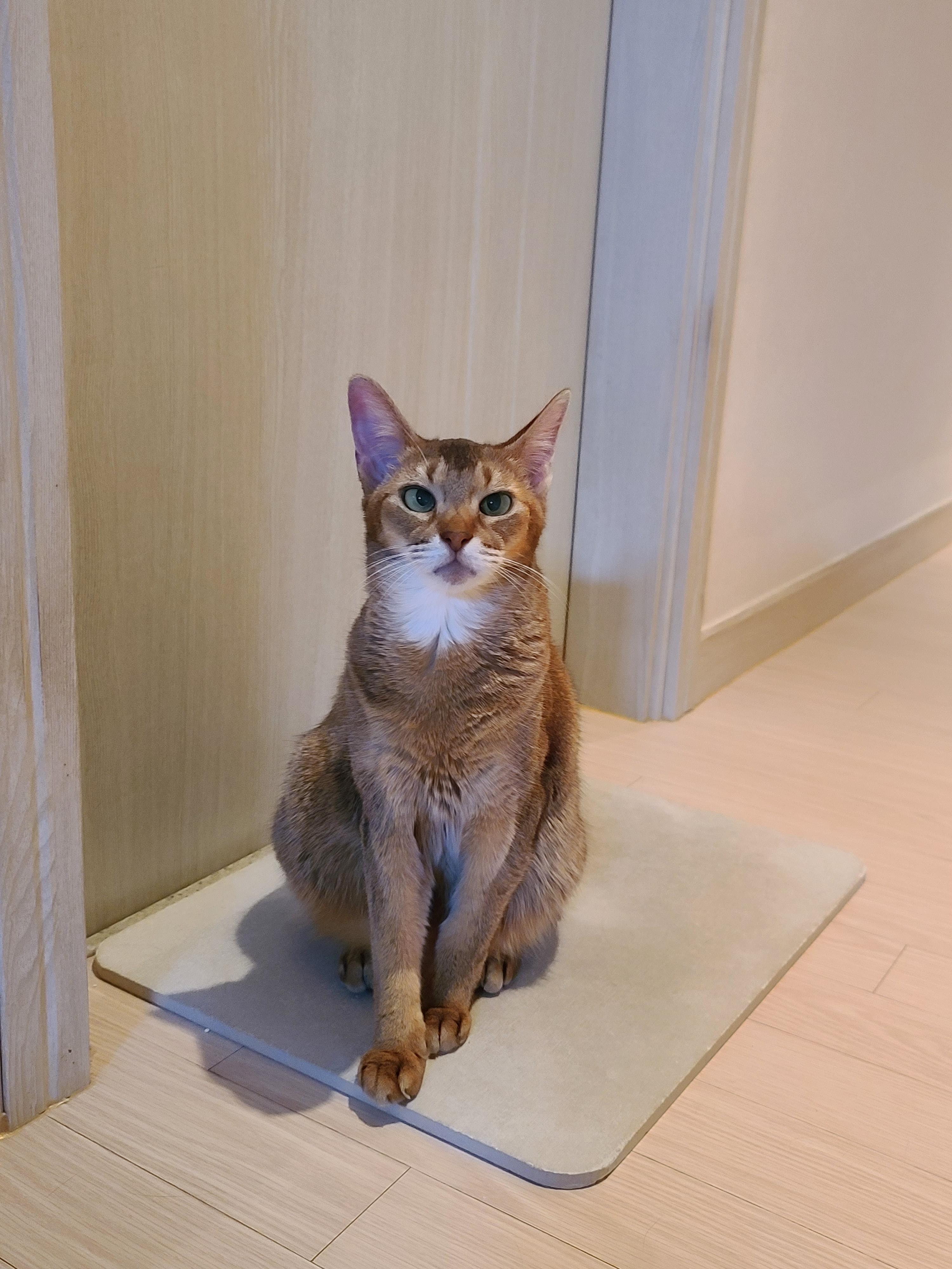 요즘들어 어리광이 늘어버린 외동 성격의 고양이 루디. (feat.질투대마왕 건이)