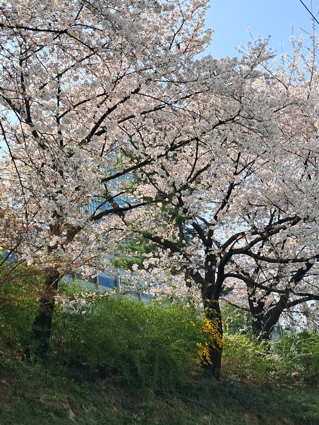 도림천 벚꽃길 산책