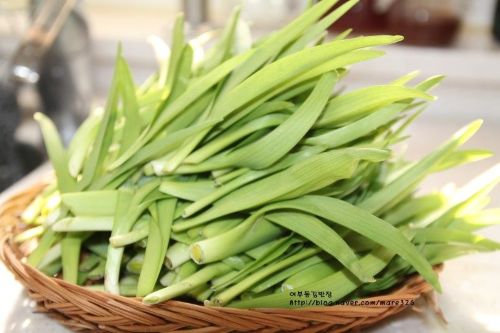 원추리 (Hemerocallis fulva)