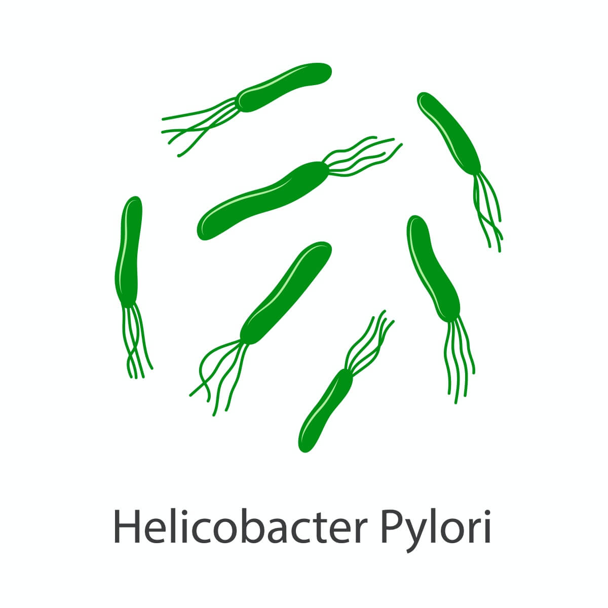 헬리코박터균-생김새