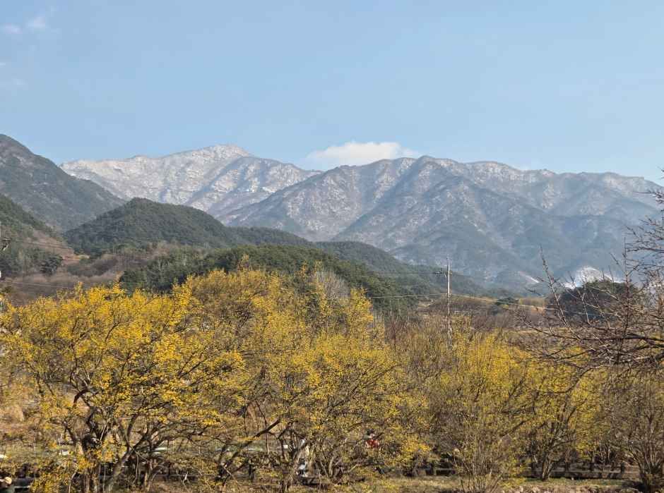 구례산수유꽃축제 기간, 주차장, 초대가수