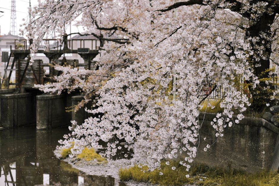 Beautiful cherry blossoms in full bloom over a calm river, evoking a peaceful and serene spring scene.