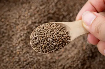 국산 들깨 1말 가격, 들깨의 효능과 영양성분