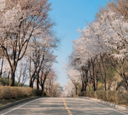 파주벚꽃명소