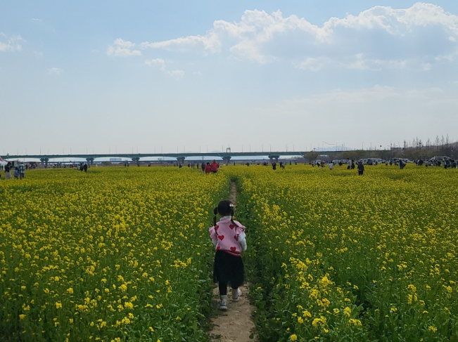 대저생태공원 유채꽃밭