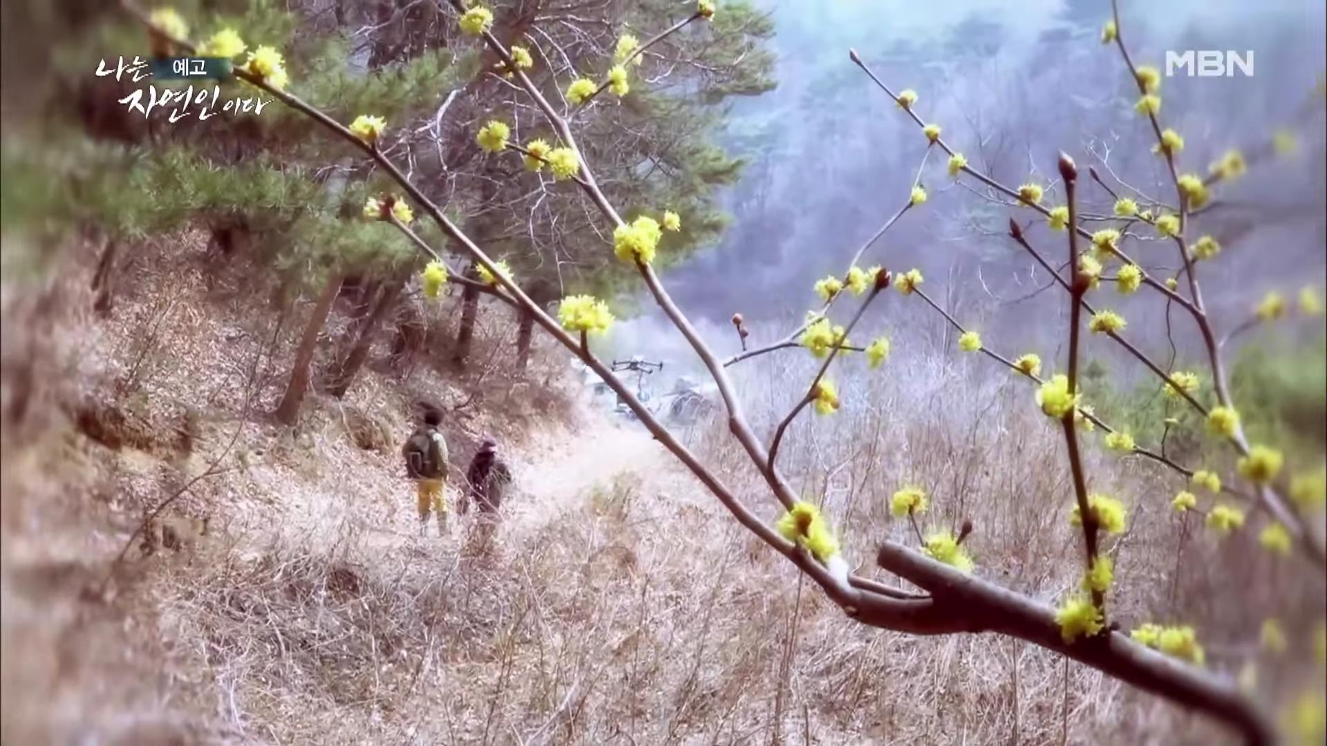 나는 자연인이다 100년 집 머위꽃 튀김 달래무침 개복숭아 고추장 황태 북어 구이 고립무원의 자유 자연인 서옥선 소개 및 윤택 출연 549회 다시보기