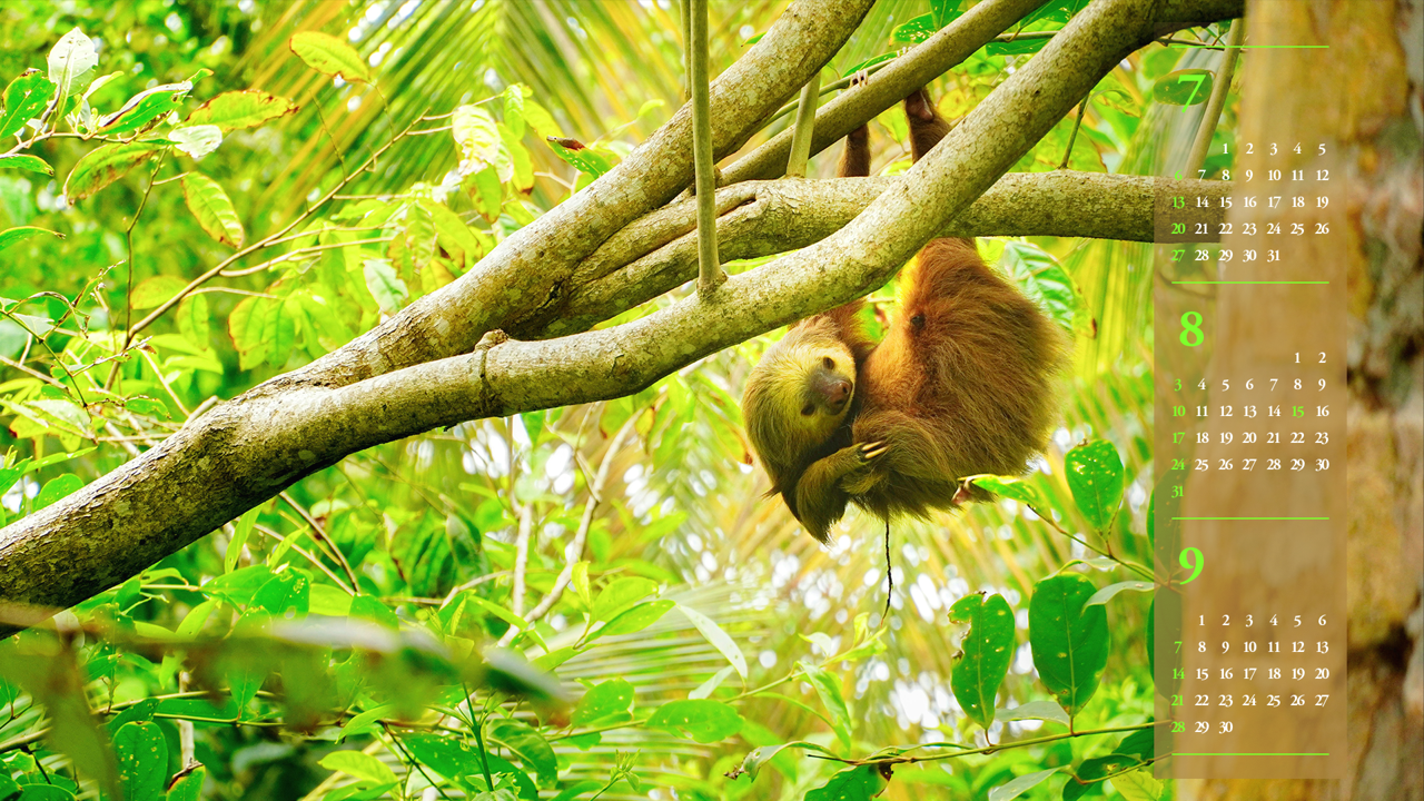 13 거꾸로 매달린 나무늘보 B - 2025년8월 노트북배경화면