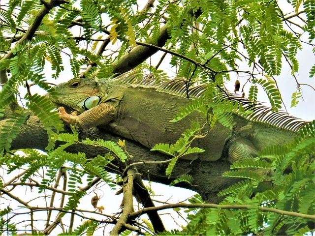 케이맨 이구아나(Cayman Islands Iguana)