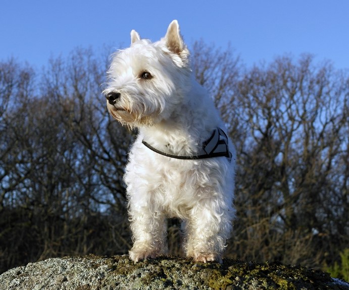 웨스트 하이랜드 화이트 테리어