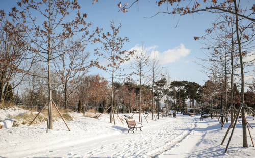 대전 겨울 여행 명소, 장태산자연휴양림&middot;한밭수목원&middot;보문산행복숲길&middot;유림공원