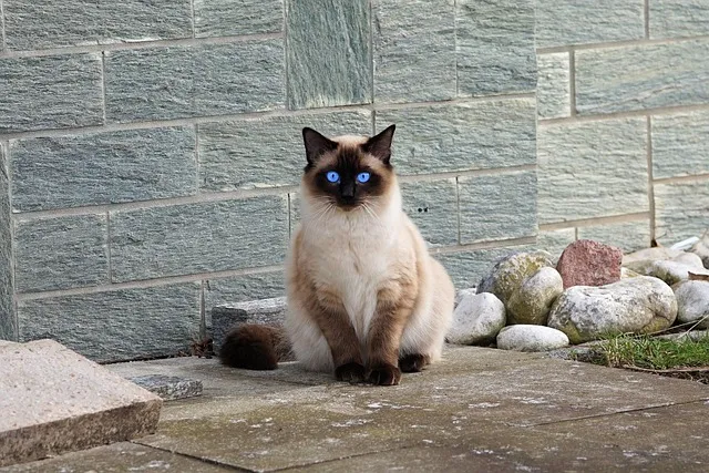고양이 수명 평균 품종별 집고양이_9