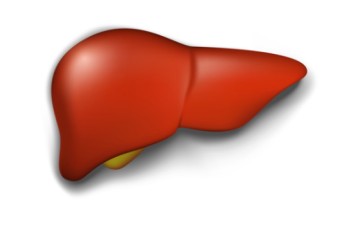 간 건강을 위해 알아야 할 기본 상식 및 생활 습관