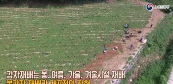 감자 재배 달력 파종 북주기 역병 관리 수확 및 저장_9