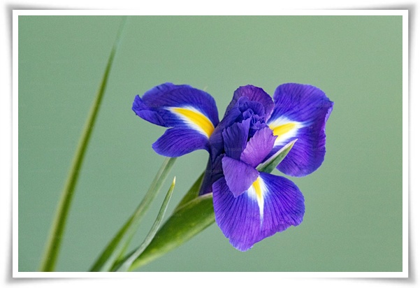 화초 &quot;붓꽃 키우기&quot; 아름다움과 놀라운 효능을 지닌 꽃 아이리스!