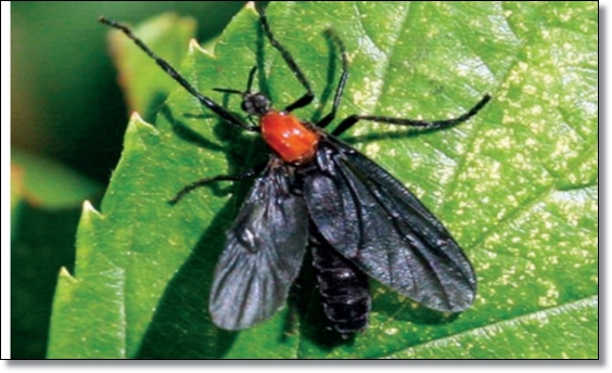 봄 가을의 불청객 러브 버그 퇴치/생태/행동/피해/예방/공존의 필요성