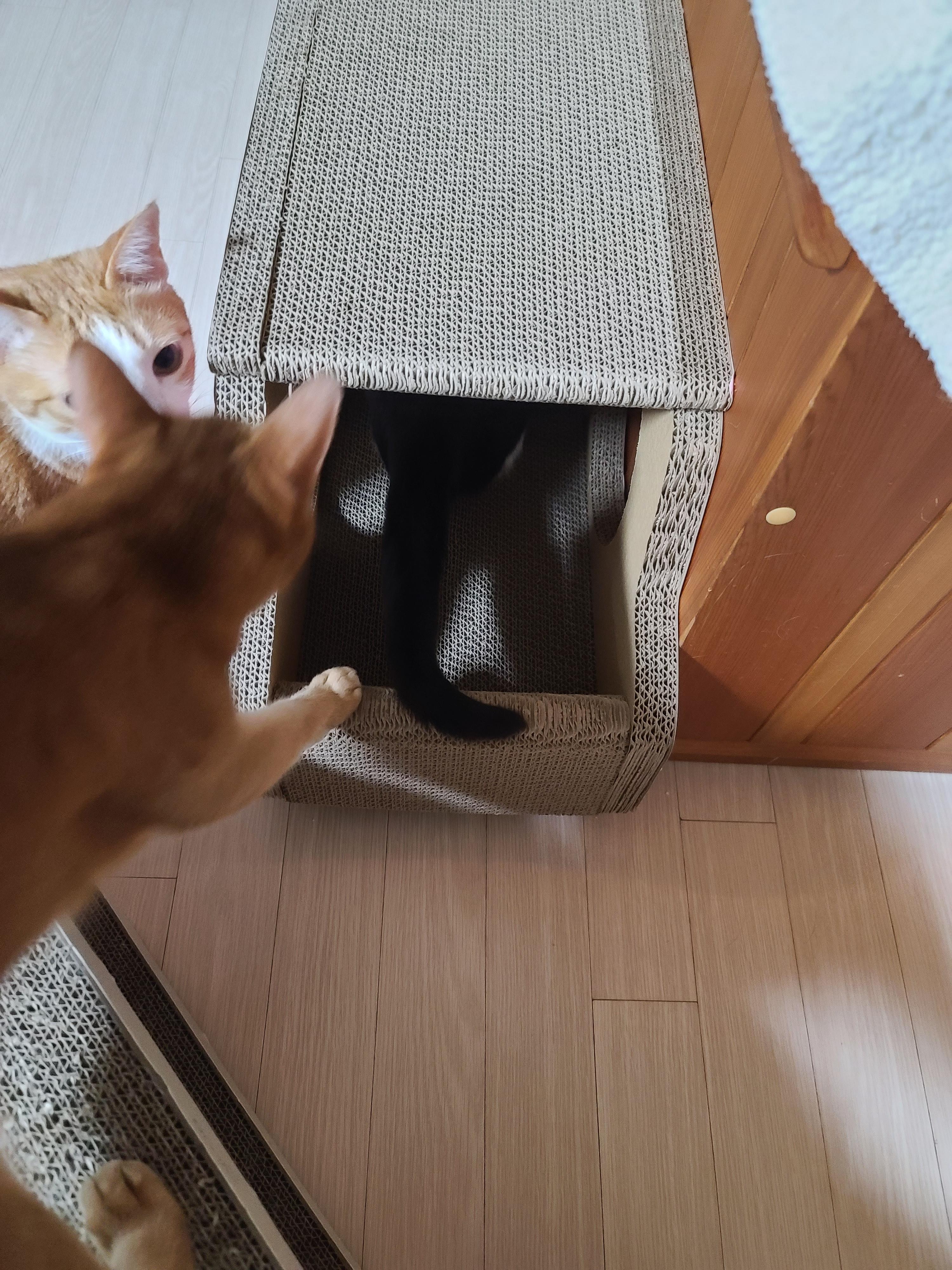 고양이들 스크래쳐를 교체했다.(자동차스크래쳐,침대형스크래쳐)