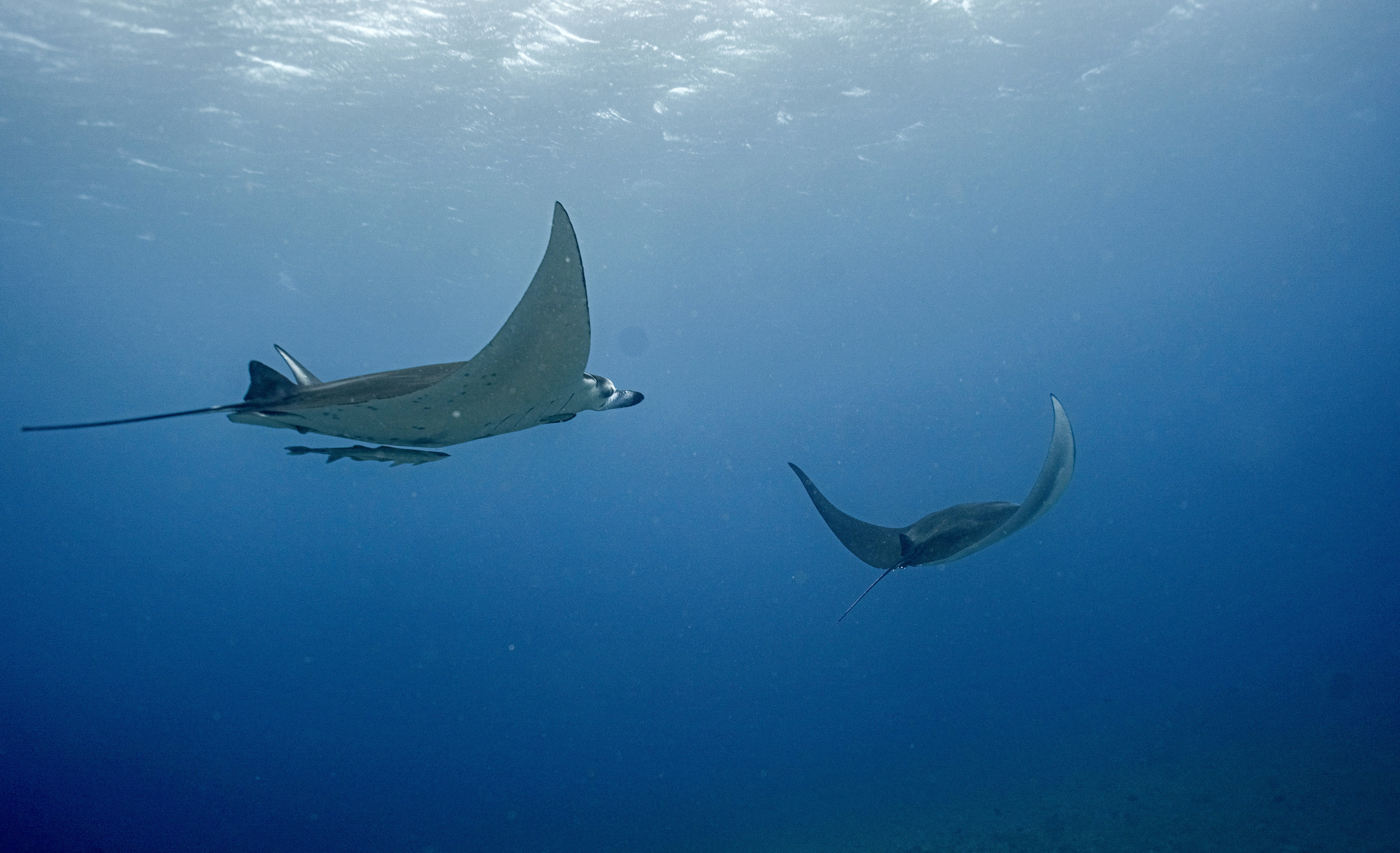 스쿠버다이빙 초보자가 가장 많이 하는 실수 10가지