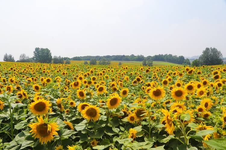 안성팜랜드 코스모스 꽃구경