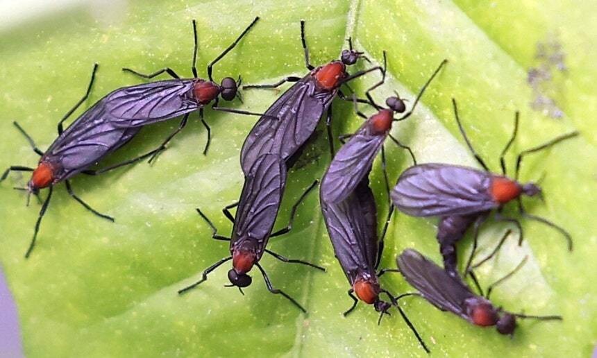 러브버그 수명,원산지,출몰시기,퇴치방법 및 예방방법