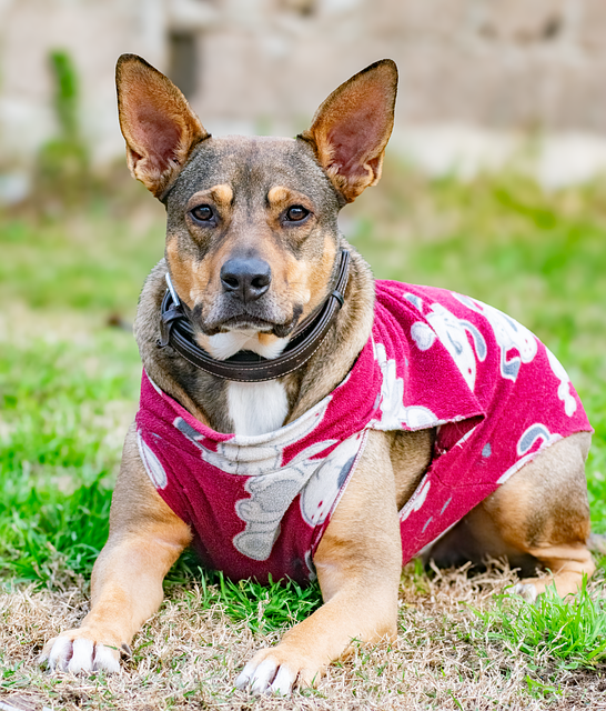 반려견 생애주기별 특징과 생활관리 총정리 : 유년기부터 노년기까지