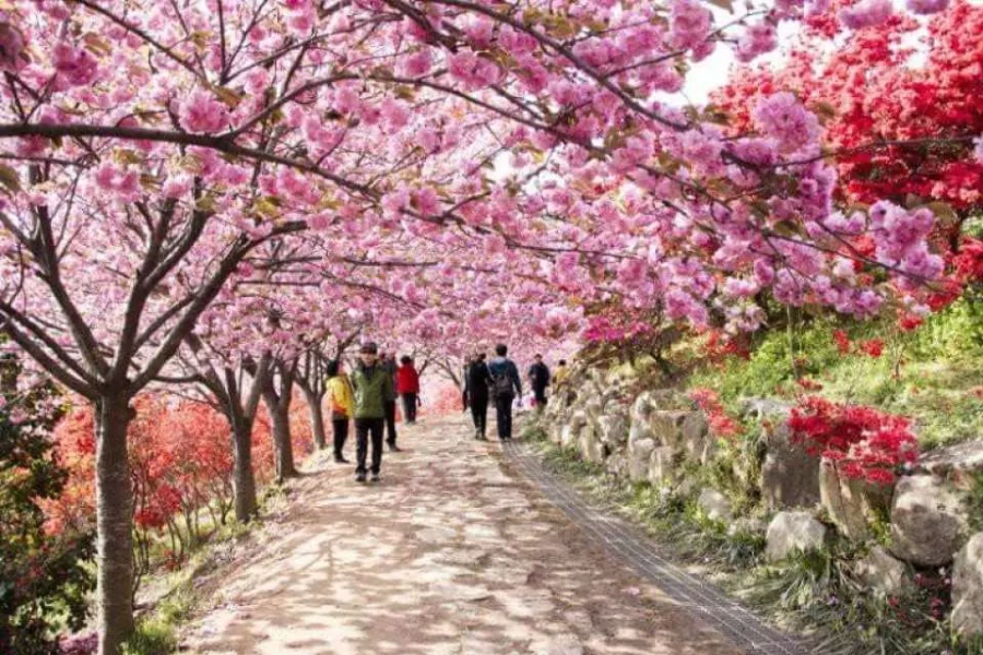 2025년 대한민국 벚꽃 명소 BEST 10 ❘ 전국 벚꽃 여행 추천