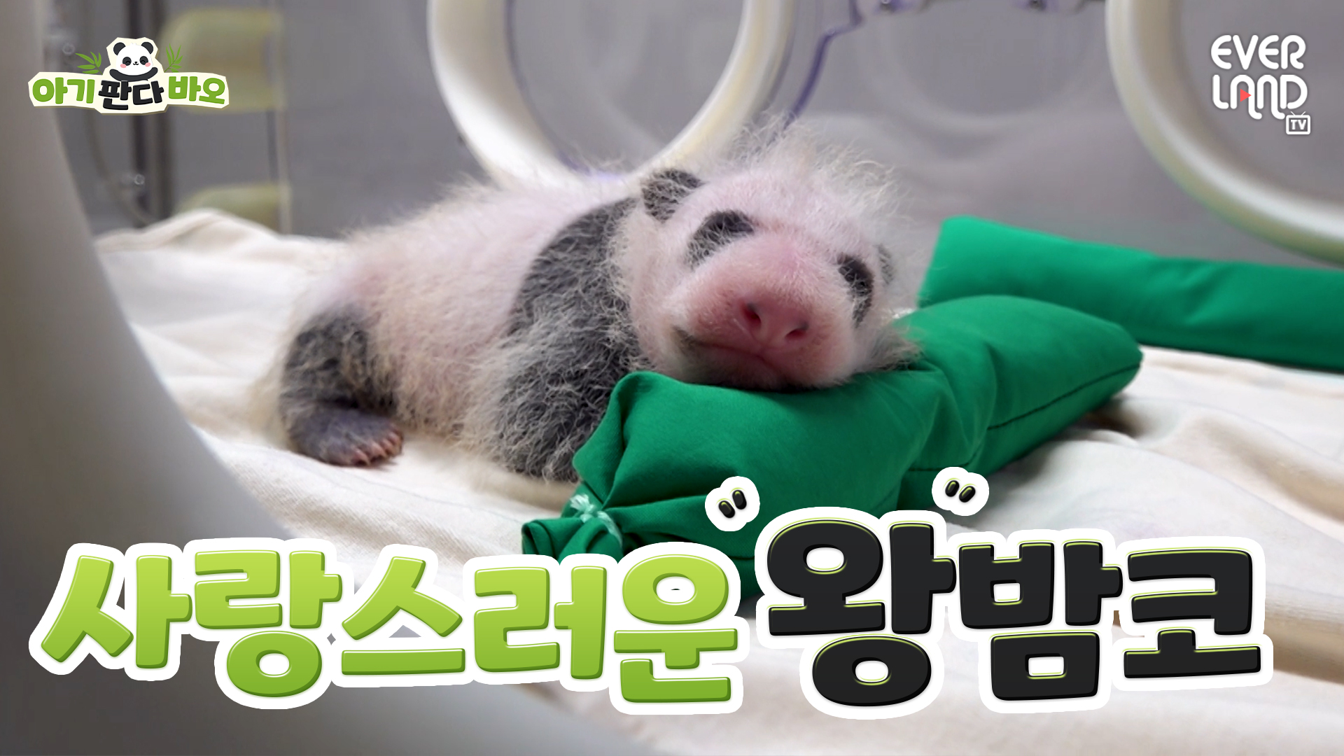 [아기판다바오] EP.3 저도 이제 어엿한 🐼판다🐼예요
