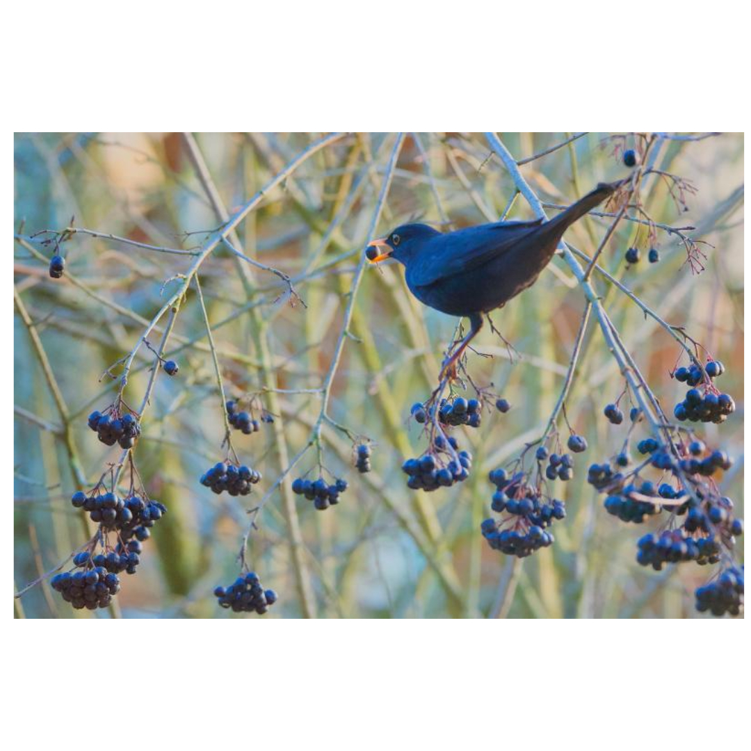 아로니아와 관련된 사진입니다.