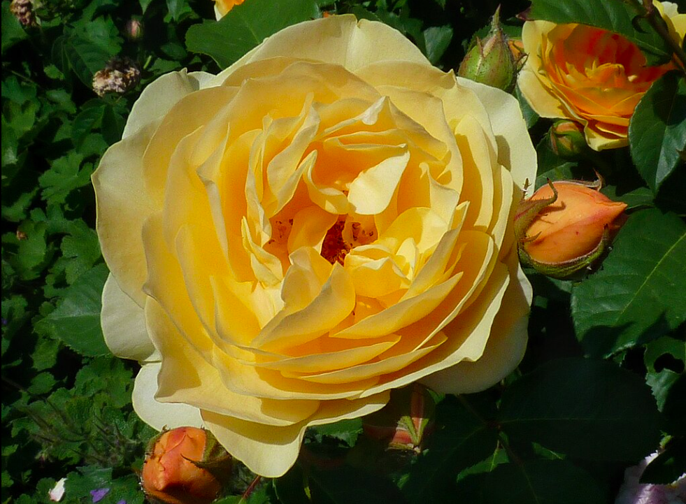 그라함 토마스 장미 (Graham Thomas Rose)