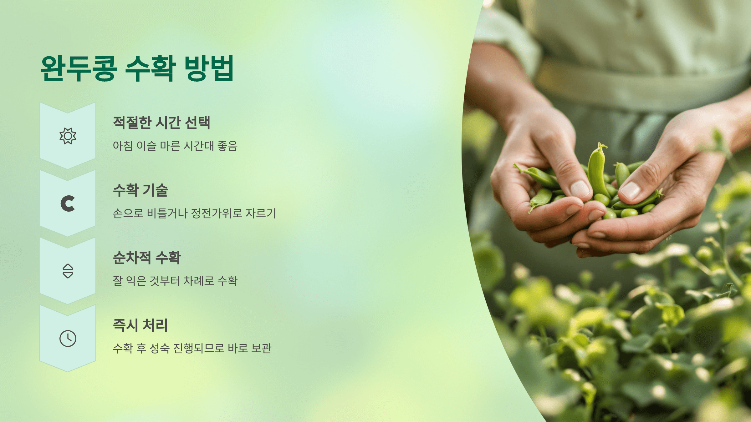 완두콩 사진입니다.