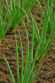 파김치 맛있게 담그는법